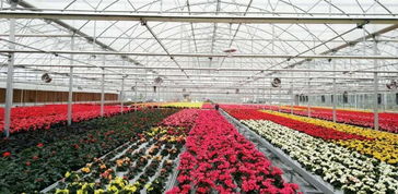 成都金品花展4月25日开幕,500余种花卉产品为园艺增加新动力