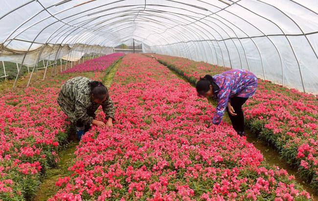 花农在湖北省宜昌市秭归县陈家坝村的花卉苗木种植基地管理花卉|茅坪